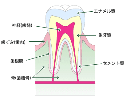 歯の構造